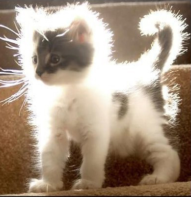 Aura Kitty