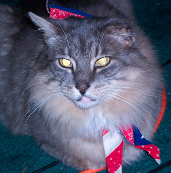 Frank, the Receptionist Kitty